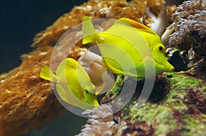 Yellow Tang