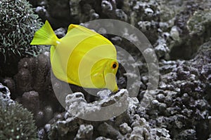 Yellow tang