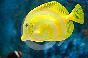 Yellow tang.