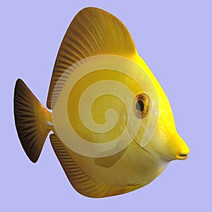 Yellow Tang