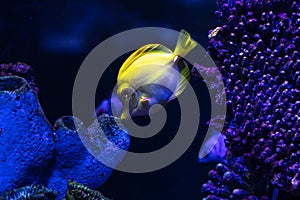 Yellow Tang in aquarium tank.