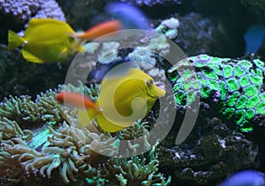 Yellow tang on a coral reef