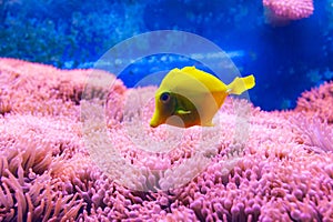 Yellow tang fish