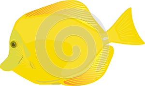 Yellow tang fish