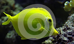 Yellow tang fish