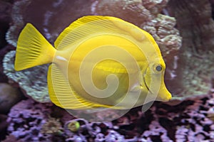 A Yellow Tang Fish