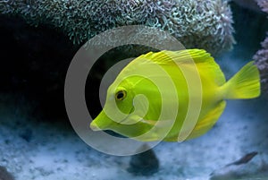 Yellow Tang Fish