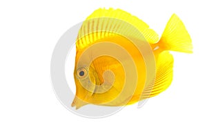Yellow Tang fish