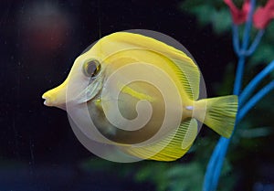 Yellow Tang fish in aquarium