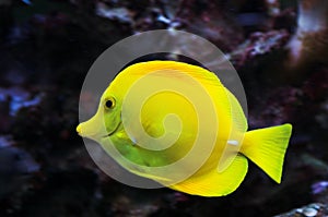 Yellow tang fish in aquarium