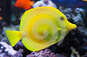 Yellow tang fish in aquarium photo