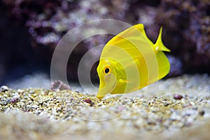 Yellow tang fish