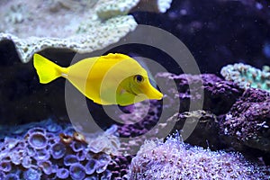 Yellow tang fish on a coral reef.