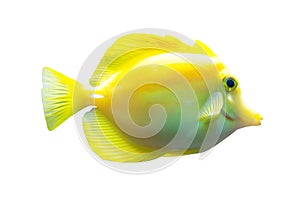Yellow tang fish isolated on white