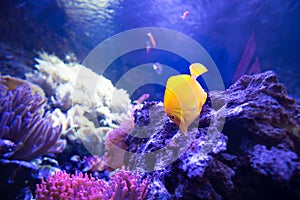 Yellow tang fish in shallow coral reefs eat from live rocks