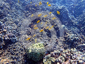A Yellow Tang fish swimming among the coral reefs