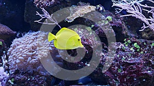 A Yellow tang fish swims among the corrals