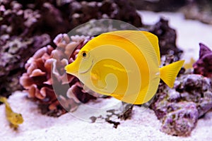 Yellow tang fish, Zebrasoma flavenscens