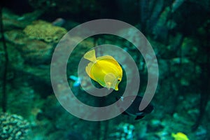 Yellow tang fish, Zebrasoma flavenscens