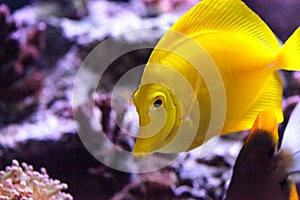 Yellow tang fish, Zebrasoma flavenscens