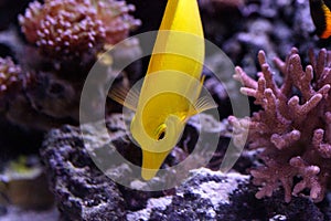 Yellow tang fish, Zebrasoma flavenscens