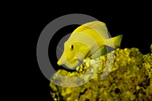 Yellow Tang fish - Zebrasoma flavescens