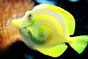 Yellow Tang fish (Zebrasoma flavescens)