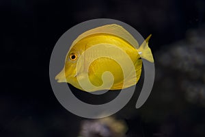 Yellow Tang Fish, zebrasoma flavescens