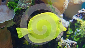 A yellow tang fish. Zebrasoma flavescens