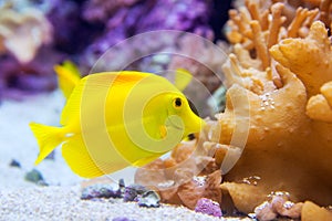 Yellow tang fish Zebrasoma flavesenes