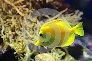 Yellow tang