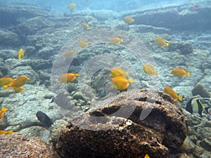 Yellow Tang and Moorish Idol swim in the water