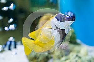 Yellow tang swimming in aquarium