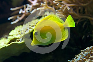 Yellow tang swimming down through coral reef