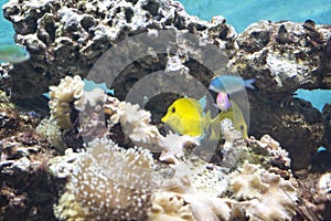 Yellow Tang Tropical Fish