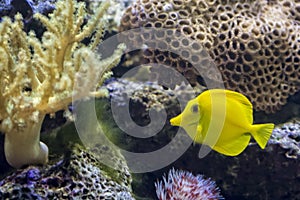 Yellow Tang Tropical Fish