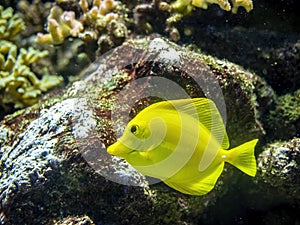 A Yellow Tang tropical fish swims in front of the camera