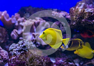 Yellow tang tropical saltwater fish Zebrasoma flavescens of the family Acanthuridae. a tropical yellow surgeon fish swimming