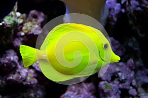 Yellow tang in the water