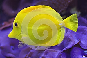 Yellow tang (Zebramosa) photo