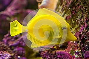 Yellow Tang - Zebrasoma