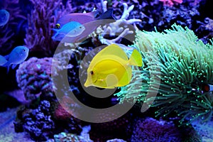 Yellow tang (zebrasoma) in coral reef aquarium