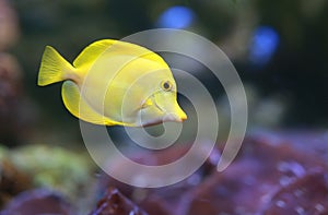 A Yellow Tang Zebrasoma flavescens