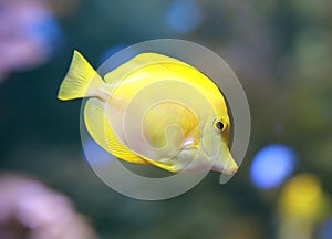 A Yellow Tang Zebrasoma flavescens