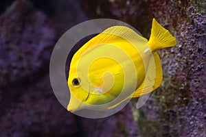 Yellow tang (Zebrasoma flavescens).