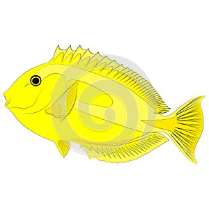 yellow tang, Zebrasoma flavescens, also known as the lemon sailfin, yellow sailfin tang graphic illustrations