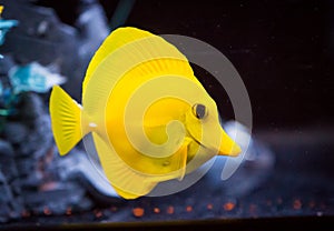 Yellow Tang Zebrasoma flavescens in Captive Aquarium