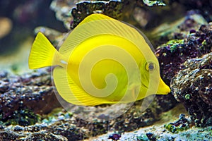 Yellow tang - Zebrasoma flavescens