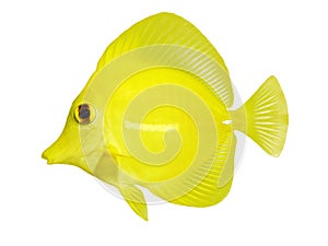 Yellow tang zebrasoma flavescens isolated on white