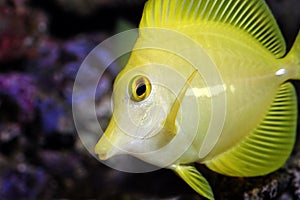 Yellow tang, zebrasoma flavescens - macro